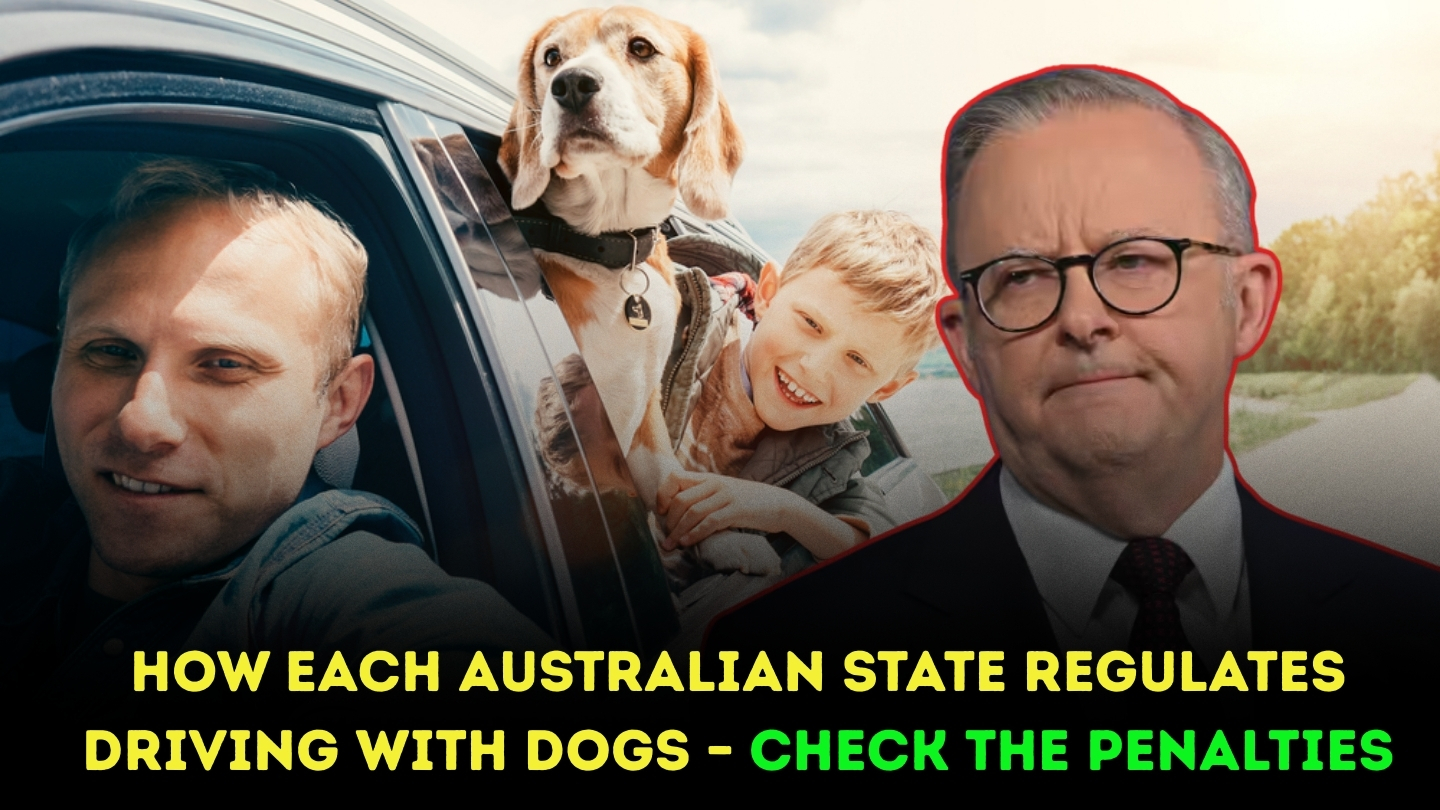 Australian State Regulates Driving with Dogs