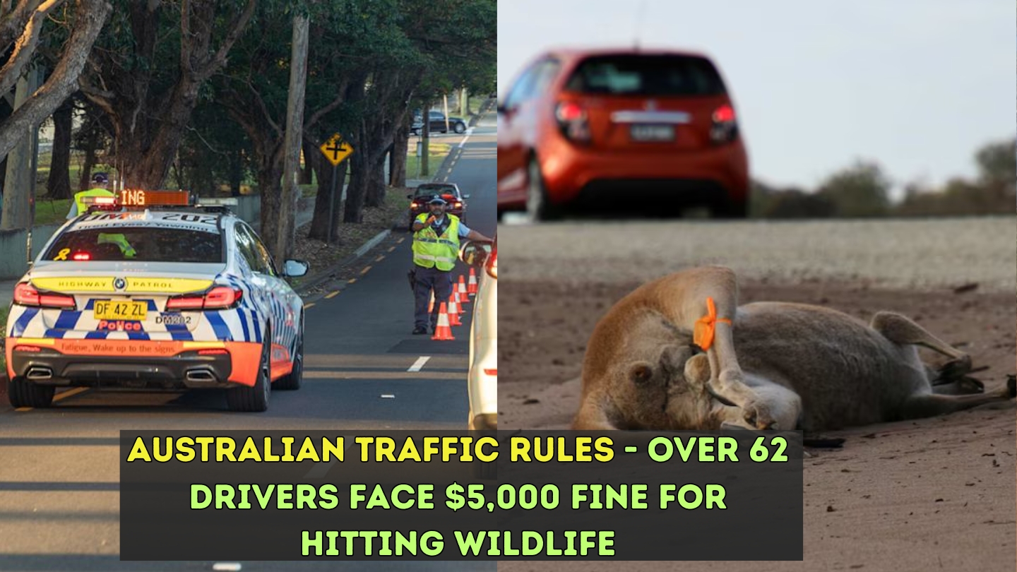 $5,000 Fine for Hitting Wildlife